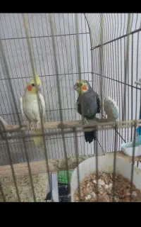 عروس هلندی