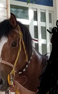 اسب