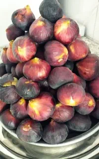 فروش انجیر خونگی
