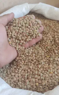 عدس ریز و درشت درجه 1