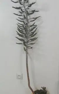 گل چشم تمساح