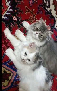 گربه های نژاد دار