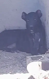 توله ماده