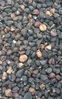 تیم انجک