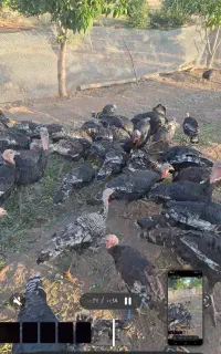 فروش بوقلمون نر و ماده ارگانیک