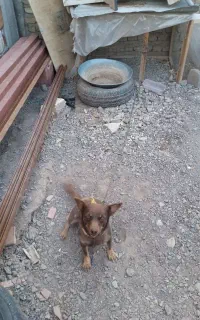 واگذاری سگ شیوا وا گوش تیز
