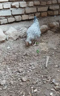 مرغ گلین طوسی