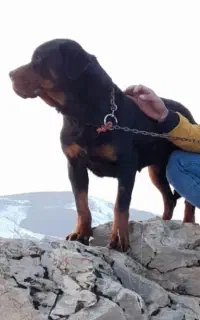 سگ روتوایلر