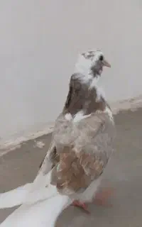 کبوتر رنگی