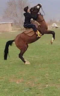 فروش دو عدد اسب دره شور