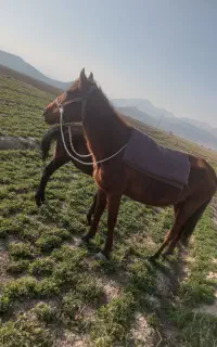 مادیان سواری