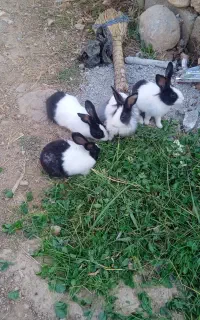خرگوش بزرگ
