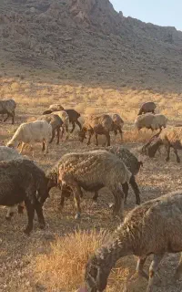 فروش سی راس میش ده راس بره دار.