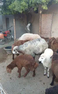 قوچ هترو دو ساله
