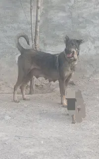 واگذاری سگ ۲۰ ماهه