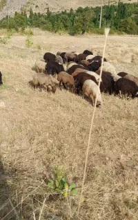 حیوان