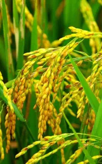 نصفه کاری مزرعه برنج شما را خواستاریم