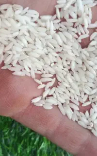 برنج سوناماسوری