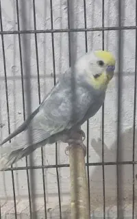 مرغ عشق نر از نژاد رینبو