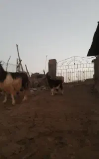 بز و بزغالهبز