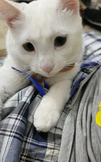 گربه پرشین سفید