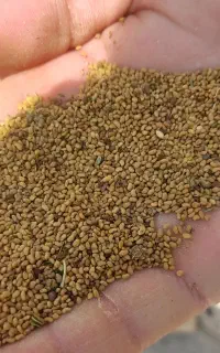 بذر یونجه