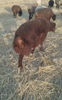 چپش دوقلو زا