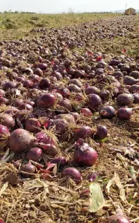 کنتورآت پیاز با اکیپ مجرب پذیرفته میشود.