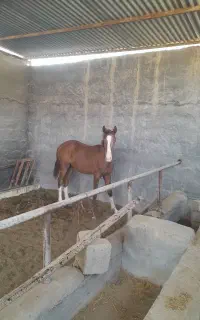 کره اسب