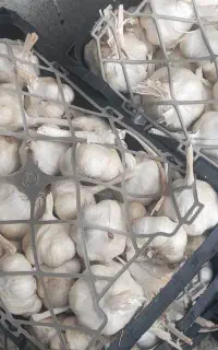 سیر درجه یک منطقه بیلوار خورده فروشی هم دارم