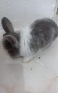 خرگوش لپ