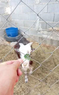 بز قوری