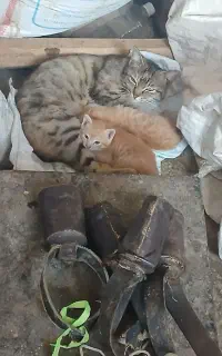 بچه گربه