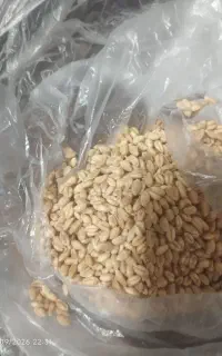 گندم بذری آبی
