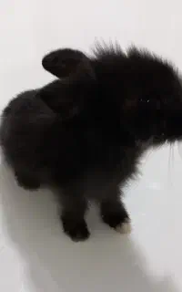 خرگوش زیبا مینیاتوری