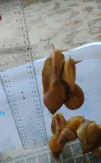 حلزون اچاتینا . آلبینو . حلزون درمانی . کلاژن