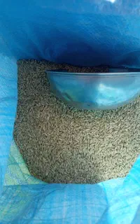 جو درجه یک دولتی