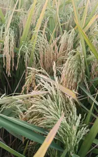 برنج ضیغمی درجه یک شرط پخت سرابکلان