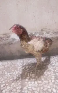 مرغ لاری هیکلی بزرگ