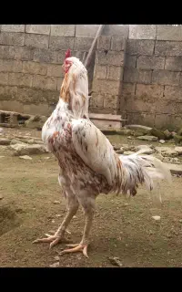 تخم مرغ نطفه دار خروس لاری بلژیکی اصل(قد ۸۰ سانت)