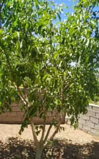 باغ نقلی اجیلی وزمین سندتک برگ