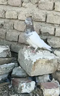 کبوتر پرشی