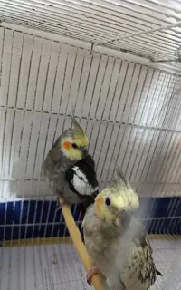 عروس هلندی