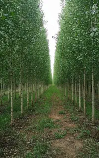 جشنواره ویژه فروش صنوبرباارسال سریع وفاکتوررسمی