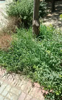 بذر لبو