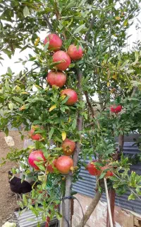 پک ویژه ارقام انار گلدانی