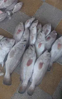 انواع ماهی حراجی
