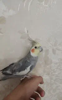 عروس هلندی نر