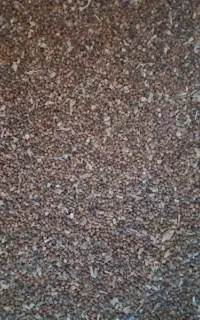 بذر منداب یا کرزک