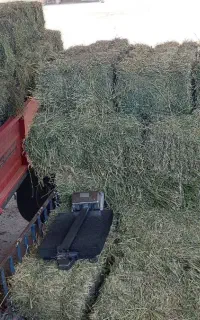 یونجه علفدار